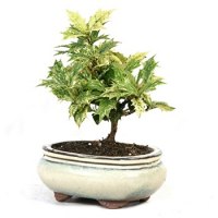 osmanthus-bonsai.jpg