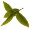 fresh-tea.jpg