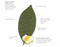 10464024-green-tea-leaf_diagram.jpg