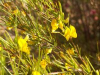 Rooibos_(Aspalathus_linearis)PICT2814_.JPG