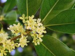osmanthus-fragrans.jpg