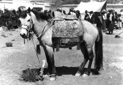 tibet_pony.jpg